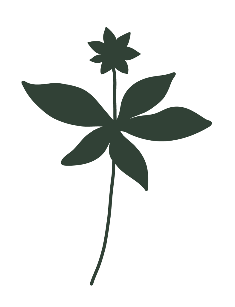 metsatahti_metsa