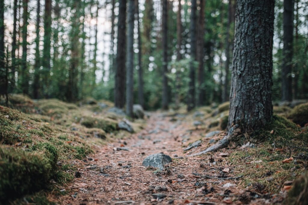 Polku metsässä