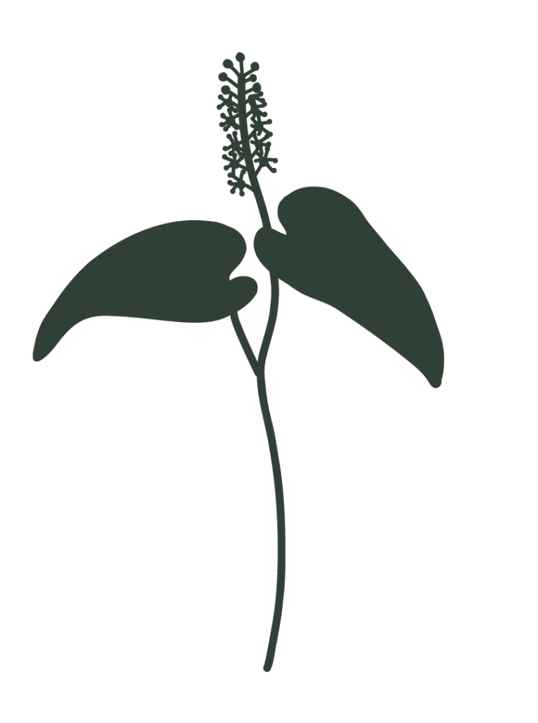 oravanmarja
